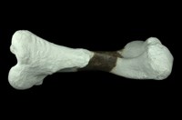 犀腿骨化石 (右前腿骨)藏品圖，第2張